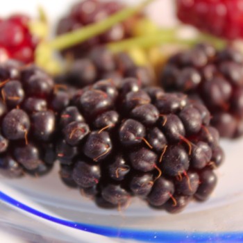 Boysenberry (Pflanze)