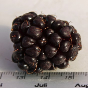 Boysenberry (Pflanze)