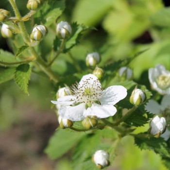 Boysenberry (Pflanze)