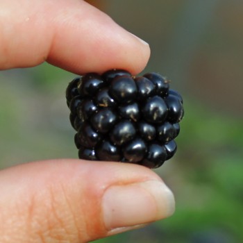 Brombeere Adrienne (Pflanze)