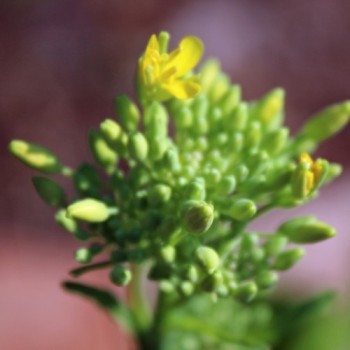 Broccoletto Cima Grande Fasano (Samen)