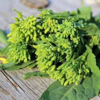 Broccoletto Cima Grande Fasano (Samen)