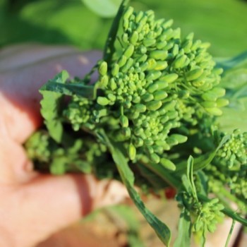 Broccoletto Cima Grande Fasano (Samen)