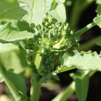 Broccoletto Riccia San Marzano (Samen)
