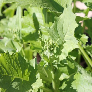 Broccoletto Riccia San Marzano (Samen)