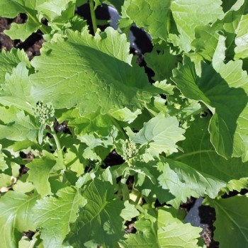 Broccoletto Riccia San Marzano (Samen)