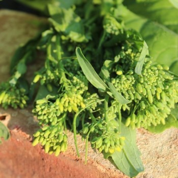 Broccoletto Riccia San Marzano (Samen)