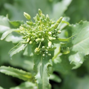 Broccoletto Quarantina (Samen)