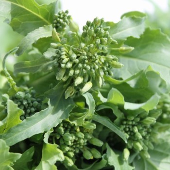 Broccoletto Quarantina (Samen)