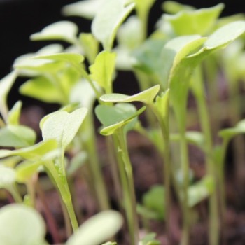 Broccoletto Quarantina (Samen)