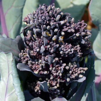 Rosetten-Broccoli Early Purple Sprouting (Samen)