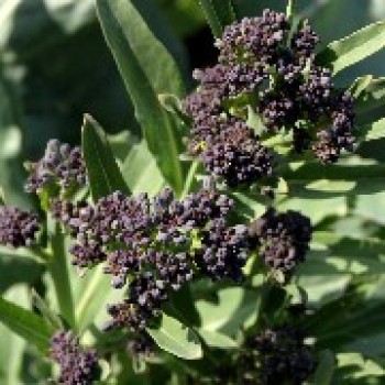 Broccoli Early Purple Sprouting
