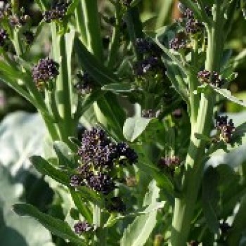 Rosetten-Broccoli Early Purple Sprouting (Samen)