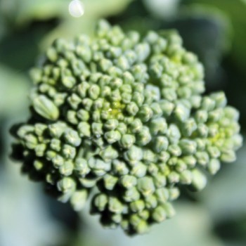 Rosetten-Broccoli Green Sprouting (Samen)