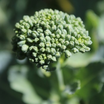 Rosetten-Broccoli Green Sprouting (Samen)