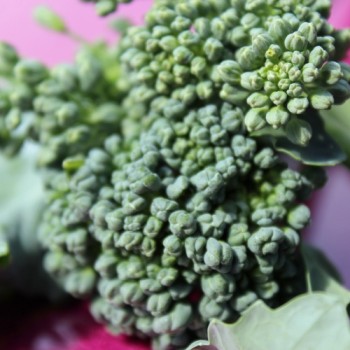 Rosetten-Broccoli Green Sprouting (Samen)