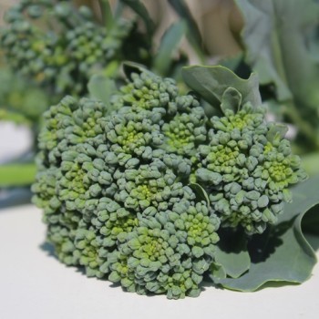 Rosetten-Broccoli Green Sprouting (Samen)