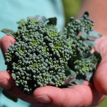 Rosetten-Broccoli Green Sprouting (Samen)