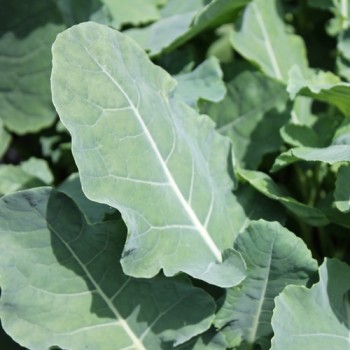 Rosetten-Broccoli Green Sprouting (Samen)