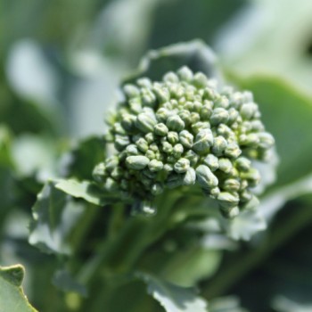 Rosetten-Broccoli Green Sprouting (Samen)