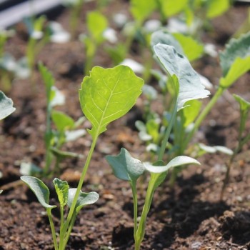 Rosetten-Broccoli Green Sprouting (Samen)
