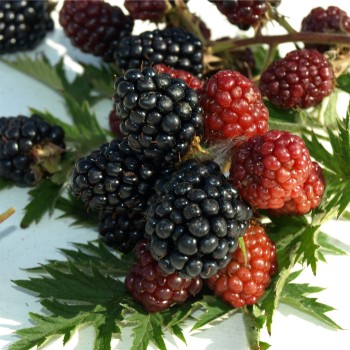 Brombeere Thornless Evergreen