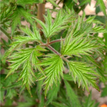 Brombeere Thornless Evergreen  (Pflanze)