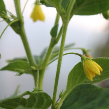 Frucht-Chili (Samen)