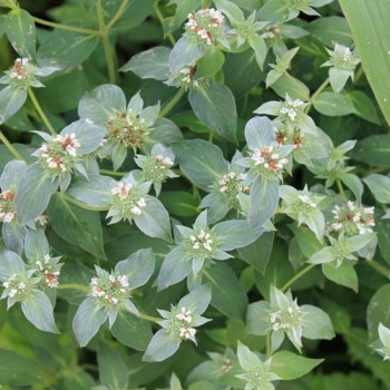 Cherokee-Bergminze (Samen)