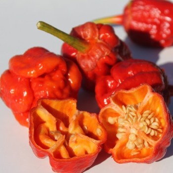 Chili 7 Pot Bubblegum (Schärfe 10+) (Samen)