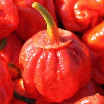 Chili 7 Pot Bubblegum (Schärfe 10+) (Samen)