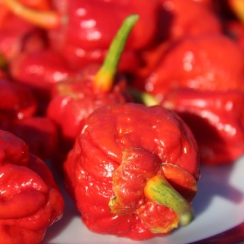 Chili 7 Pot Bubblegum (Schärfe 10+) (Samen)