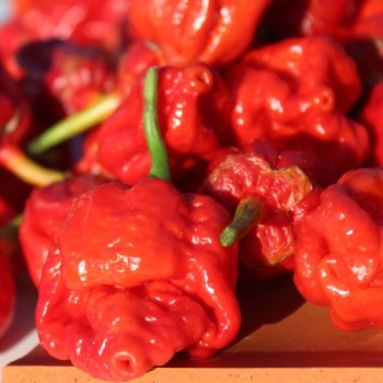 Chili 7 Pot Bubblegum (Schärfe 10+) (Samen)