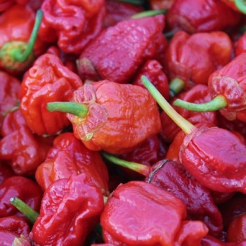 Chili 7 Pot Bubblegum (Schärfe 10+) (Samen)