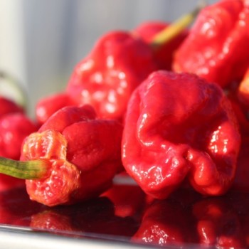 Chili 7 Pot Bubblegum (Schärfe 10+) (Samen)