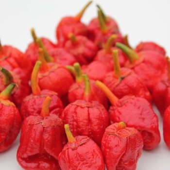Chili 7 Pot Bubblegum (Schärfe 10+) (Samen)