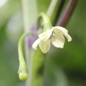 Chili 7 Pot Bubblegum (Schärfe 10+) (Samen)