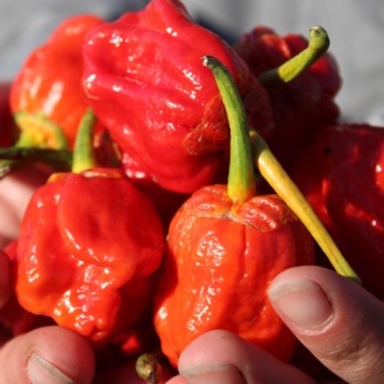 Chili 7 Pot Bubblegum (Schärfe 10+) (Samen)
