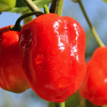 Chili Arion (Schärfe 6) (Samen)