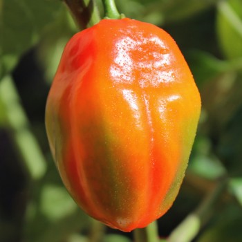Chili Arion (Schärfe 6) (Samen)