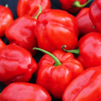 Chili Arion (Schärfe 6) (Samen)