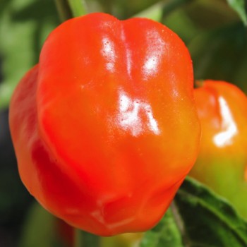 Chili Arion (Schärfe 6) (Samen)