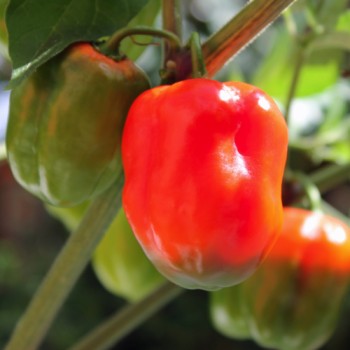 Chili Arion (Schärfe 6) (Samen)
