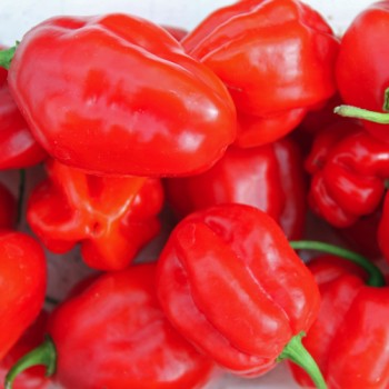 Chili Arion (Schärfe 6) (Samen)
