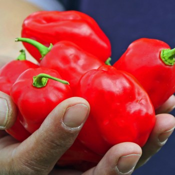 Chili Arion (Schärfe 6) (Samen)