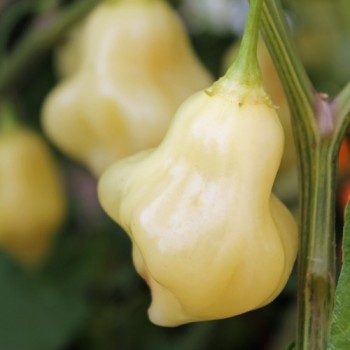 Chili Aji White Fantasy (Schärfe 4) (Samen)