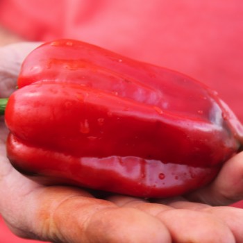 Gemüsechili Ancho Poblano (Schärfe 1) (Samen)