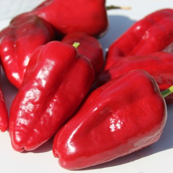 Gemüsechili Ancho Poblano (Schärfe 1) (Samen)