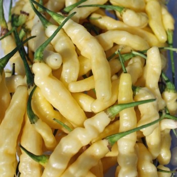 Chili Aribibbi Gusano (Schärfe 10) (Samen)