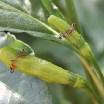 Chili Aribibbi Gusano (Schärfe 10) (Samen)